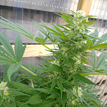 Super Skunk