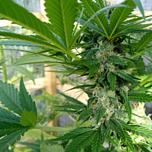 Super Skunk