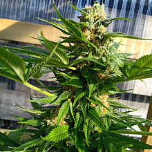 Super Skunk