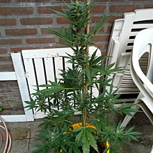 American Stafford Auto