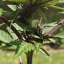 Blackberry Moonrocks