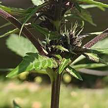 Blackberry Moonrocks