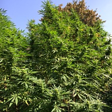 Afghan Kush x Black Domina