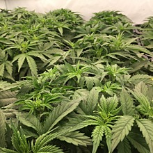 Greengo Bio Haze Auto