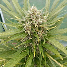 Glue Auto