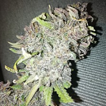 Caramelo Early Version