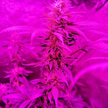 Lemon Skunk