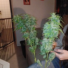 Super Skunk