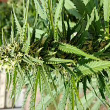 Critical Super Silver Haze