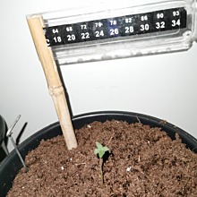 Auto Somango