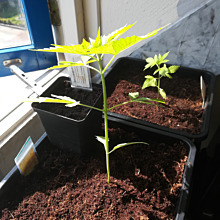 Caramelo Early Version