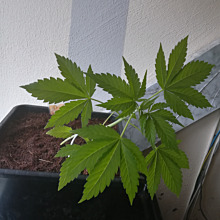 Caramelo Early Version