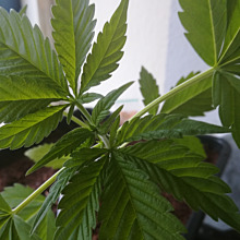 Caramelo Early Version