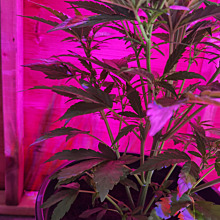 Auto Critical Orange Punch