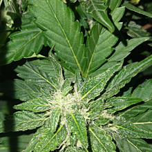 Stress Killer Auto CBD