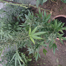 American Stafford Auto