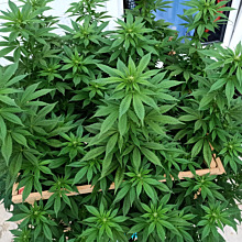 Blackberry Moonrocks