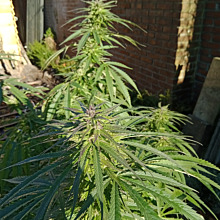Great White Shark CBD