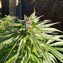 Great White Shark CBD