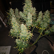 60 Days Grapefruit Auto