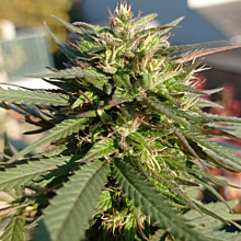 Great White Shark CBD