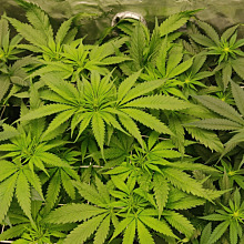 Gorilla Glue X Amnesia