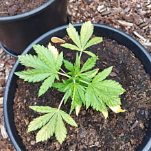 Honey Peach Auto CBD