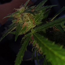 Gouda's Grass Autofem