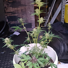 Gouda's Grass Autofem