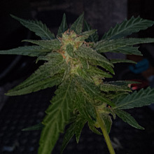 Gouda's Grass Autofem