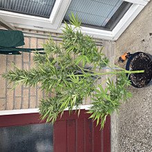 60 Day Grapefruit Auto