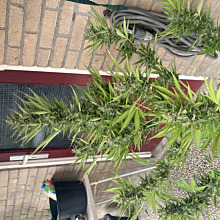 60 Day Grapefruit Auto