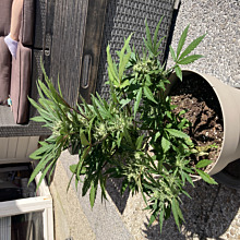 Watermelon Auto