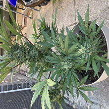 Watermelon Auto