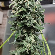 Mandarin Gelato