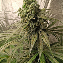 Mandarin Gelato