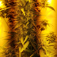 Pineapple Express