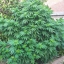 Afghan Kush x White Widow