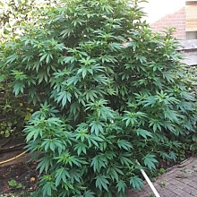 Afghan Kush x White Widow