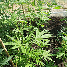 Super Lemon Haze Auto