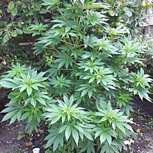 Afghan Kush x White Widow