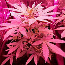 60 Days Grapefruit Auto