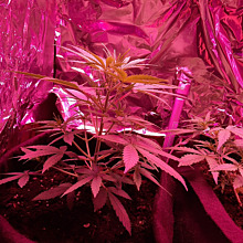 60 Days Grapefruit Auto