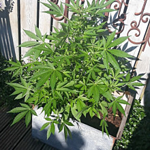 Kera Critical Auto
