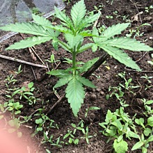 Super Lemon Haze Auto