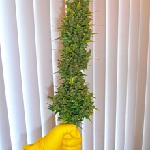 Cream Mandarine Auto