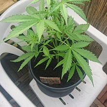 Royal Dwarf Auto