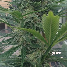 Hindu Kush Auto