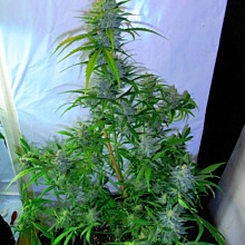 White Diesel Haze Auto