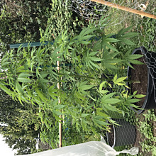 Amnesia Haze Automatic